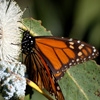 Denise Broadwell Photography - Monarch Butterfly