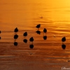Denise Broadwell Photography - Birds in the Sunset