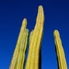 Denise Broadwell Photography - Arizona Cactus