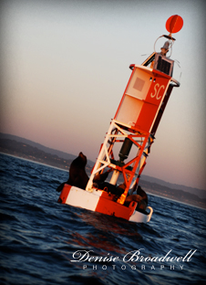 Denise Broadwell Photography Santa Cruz Contact