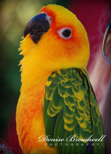 Denise Broadwell Photography - Santa Cruz Nature Photography