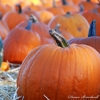 Denise Broadwell Photography - Pumpkin