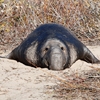 Denise Broadwell Photography - Elephant Seal - Ano Nuevo