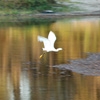Denise Broadwell Photography - Egret Flying